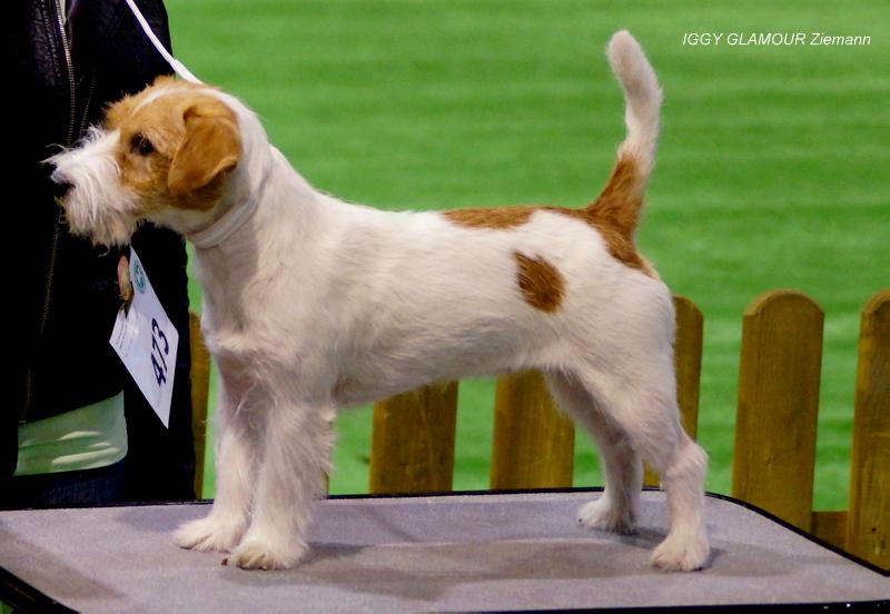 IGGY GLAMOUR Ziemann | Jack Russell Terrier 