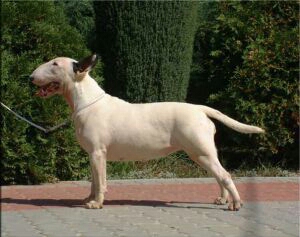 Freya Von Bressendorff | Bull Terrier 