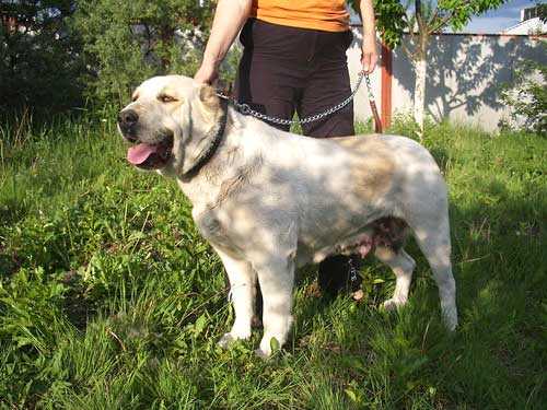 Esh Zara | Central Asian Shepherd Dog 