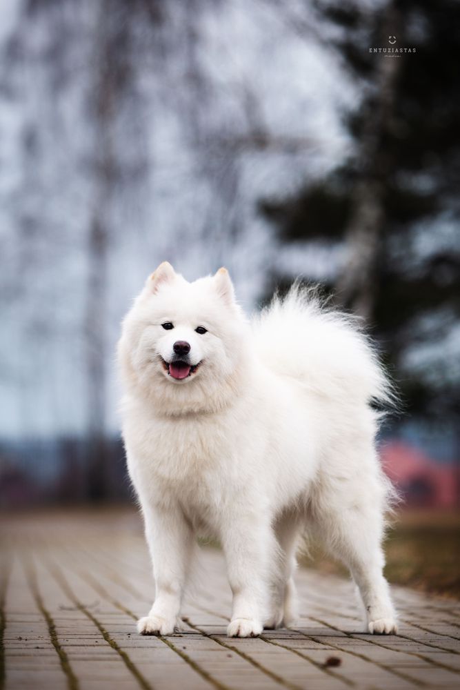 Mazoji Loke Life is Life | Samoyed 