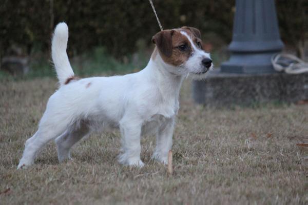 Eloha di Villa Antica | Jack Russell Terrier 