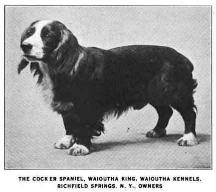 Waioutha King | English Cocker Spaniel 