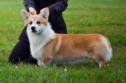 Snow Style Fair Play (n/b) | Pembroke Welsh Corgi 