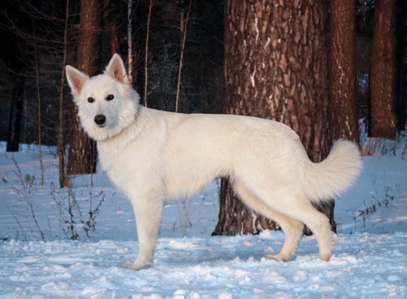 VENERA ZVEZDA LUBVI FAVORIT | White Swiss Shepherd Dog 