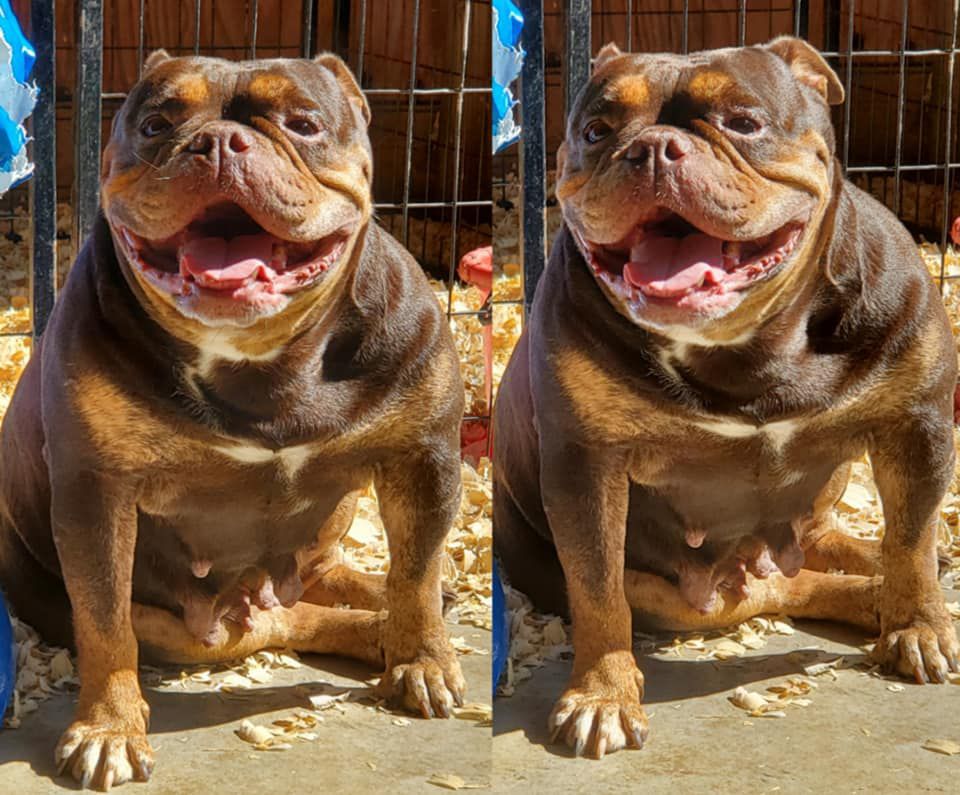 D-Days Rousey | Olde English Bulldogge 