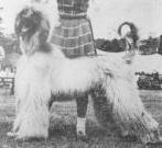 Babou Bali Hai of Quo Vadis | Afghan Hound 