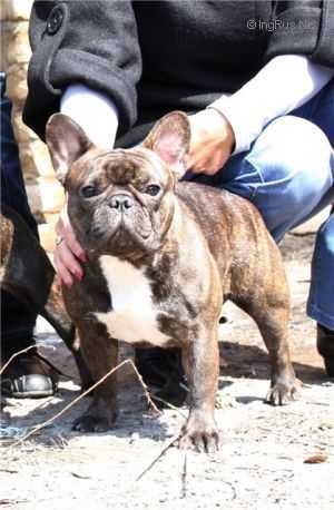 Taiger Land Brilliants Paradise | French Bulldog 