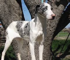 Janie's Bella | Catahoula Leopard Dog 