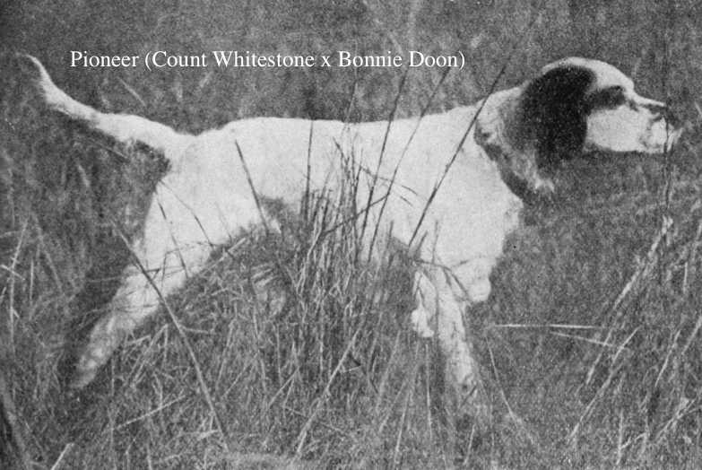 Pioneer (Count Whitestone x Bonnie Doon) | English Setter 