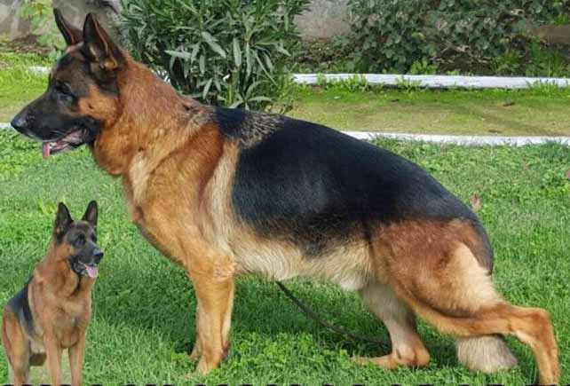 Hulck Von Marcbel | German Shepherd Dog 