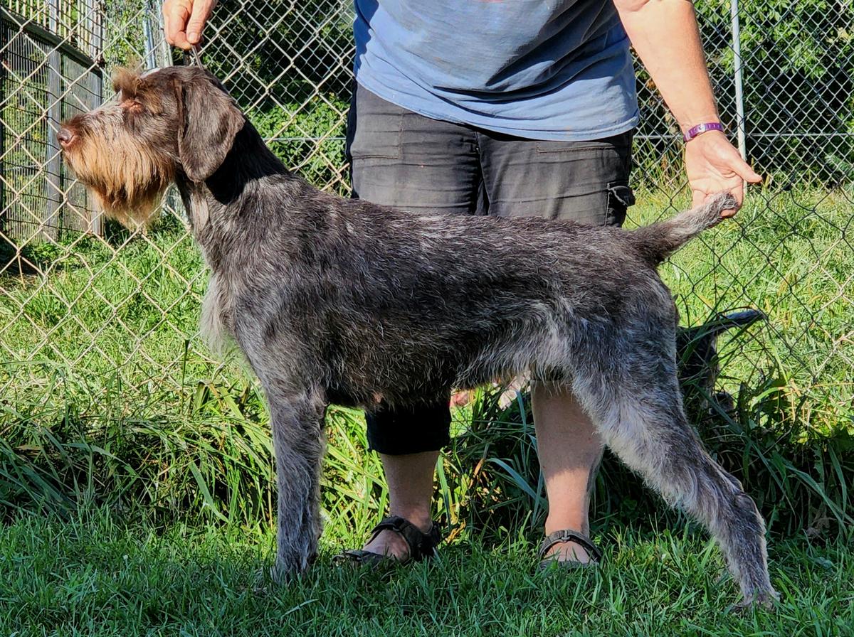 Blueline's No Good Biscuit Eater | German Wirehaired Pointer 