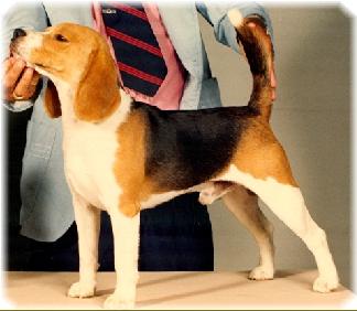 Chardon Magnific Marathoner | Beagle 