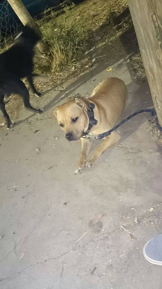 Ruiz´ rojo buck | American Pit Bull Terrier 