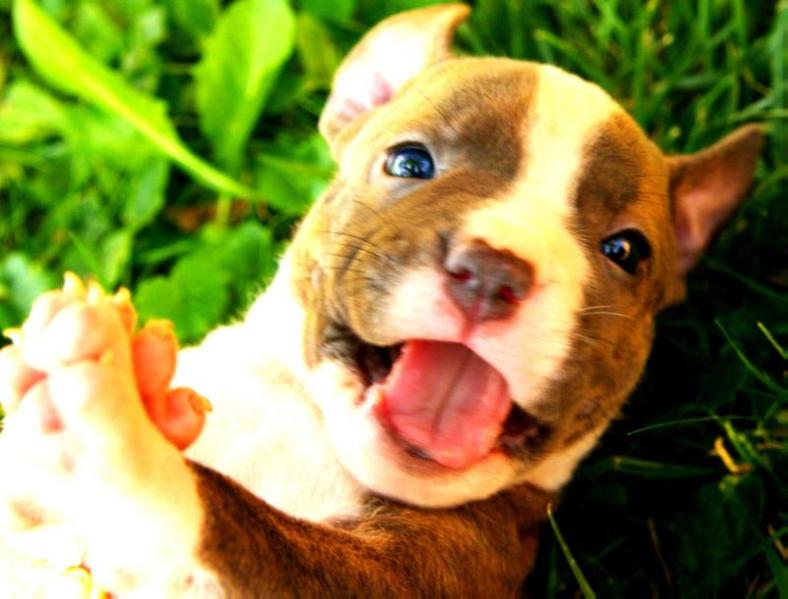 Dimira | American Staffordshire Terrier 
