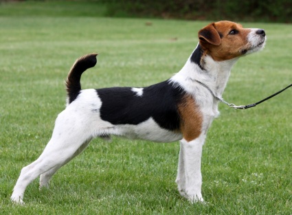 Rapscallion Rowdy | Jack Russell Terrier 