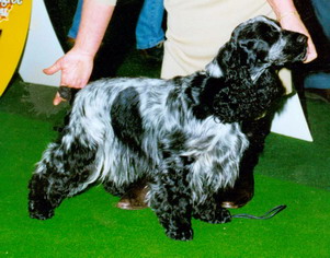 Hofdame Vom Schloss Hellenstein | English Cocker Spaniel 