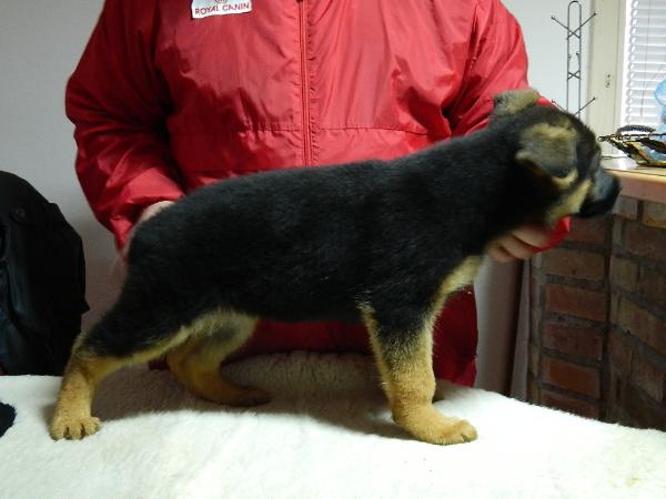 Astra [Chacco x Rhoda] | German Shepherd Dog 