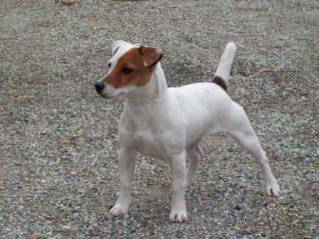 White Chocolate | Jack Russell Terrier 