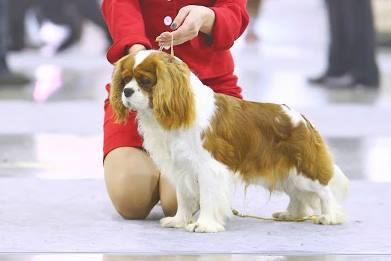 MY WAY CHARLES FOR BOATSWAIN | Cavalier King Charles Spaniel 