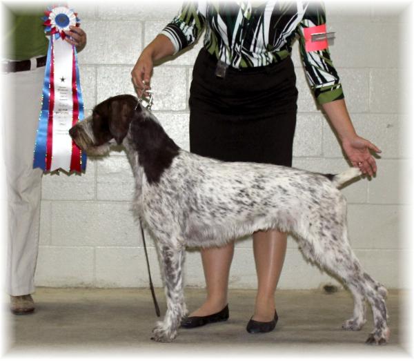 Idawire's Field Of Dreams | German Wirehaired Pointer 