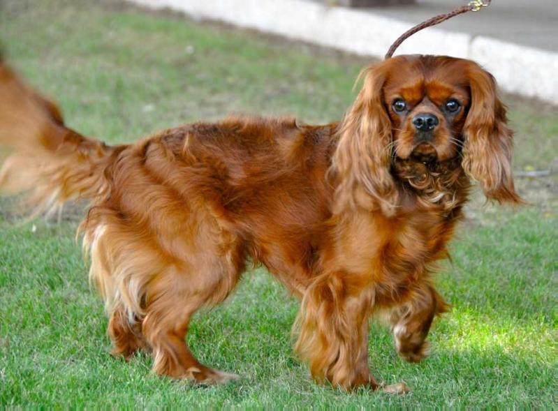 Crumley's Fantastic Finn | Cavalier King Charles Spaniel 