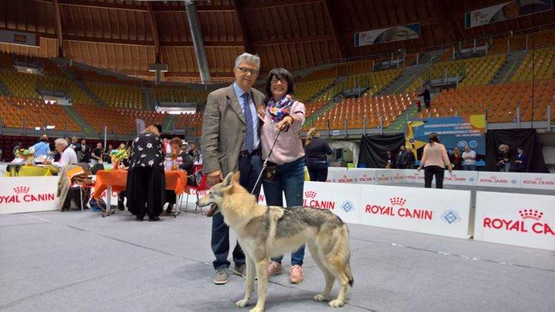 Balder -Ezechielelupo- | Czechoslovakian Wolfdog 