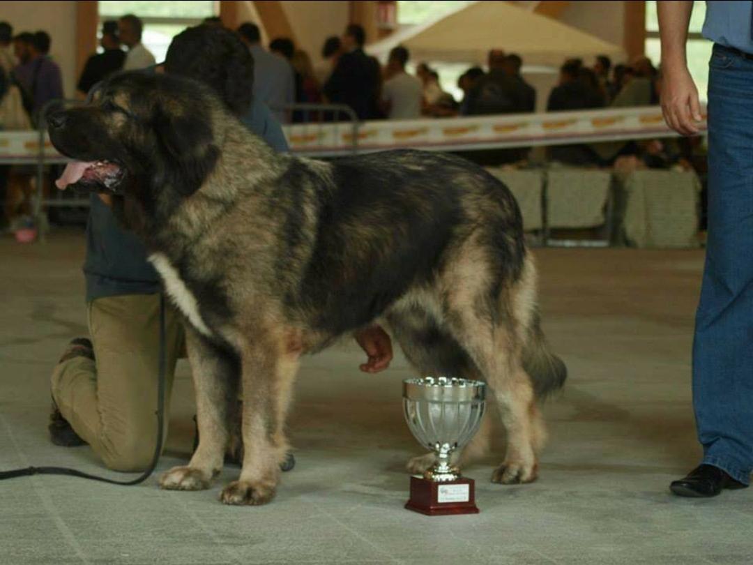 Peri di ca'bastiani | Caucasian Mountain Dog 