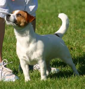 Kjennekrokens Hope Hunter | Jack Russell Terrier 