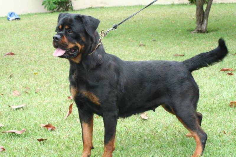 Dolcee Da Villa Zadones | Rottweiler 