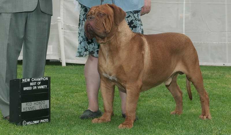 Blue Diamonds Eden | Dogue de Bordeaux 