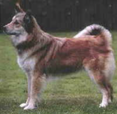 Westmanna's Ylfa Stina | Icelandic Sheepdog 