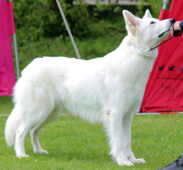 Aika from Team Blacktown. | White Swiss Shepherd Dog 