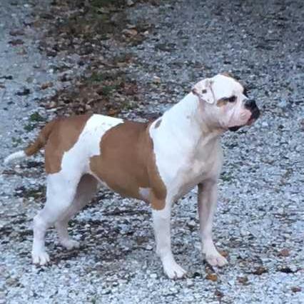 Dailey's Stardust | American Bulldog 