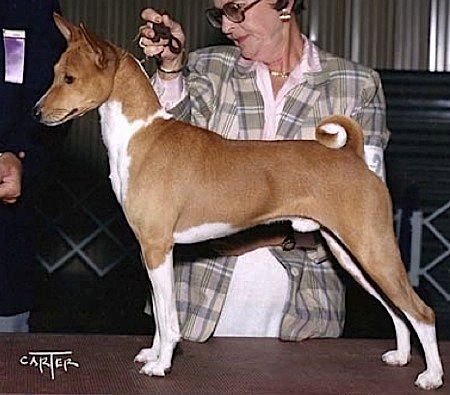 Bar-Bin's Macho Man Of Papalote | Basenji 