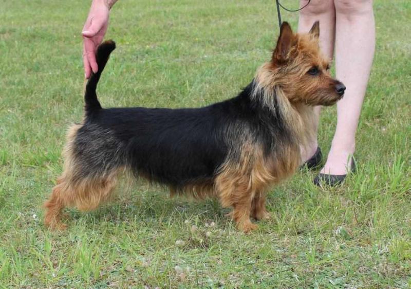 KISAMBA'S DREAM SURFER | Australian Terrier 