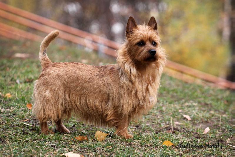 Nate iz Zvezdnogo Grafstva | Australian Terrier 