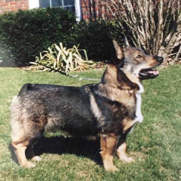 Aros Brave Brewster | Swedish Vallhund 