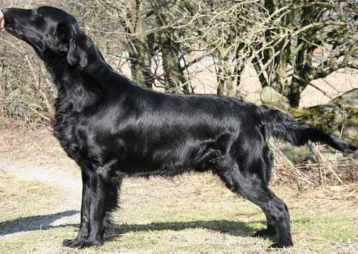 Hempth's Vally-Vic | Flat-Coated Retriever 