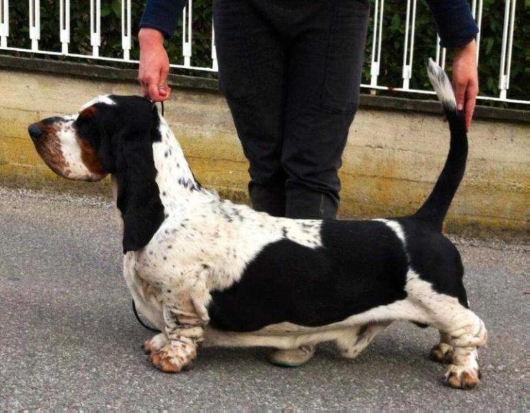 Heinäaron Mahjong | Basset Hound 