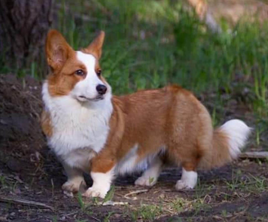 Solifert Here is my dream | Cardigan Welsh Corgi 