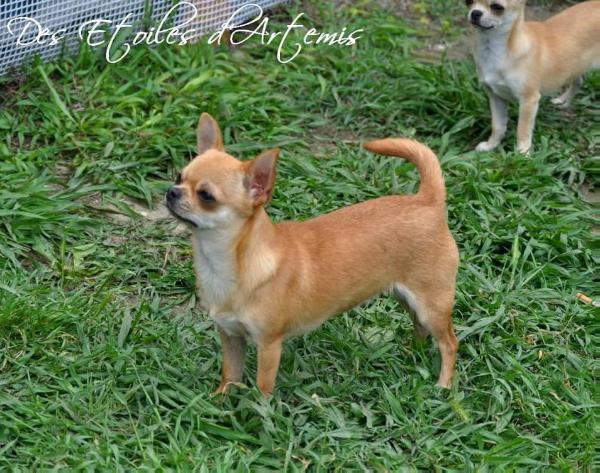 Gewel Daydream des Etoiles D'artemis | Chihuahua 