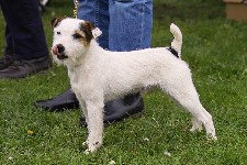 Foxwarren Sportman | Jack Russell Terrier 