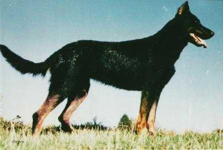 Betyle Sarah De La Mare Aux Templiers | Beauceron 