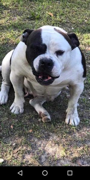 Captain Chauncey of MP Bulls | American Bulldog 