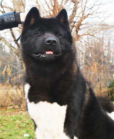 Newstarwood On Top Of The World | Akita 