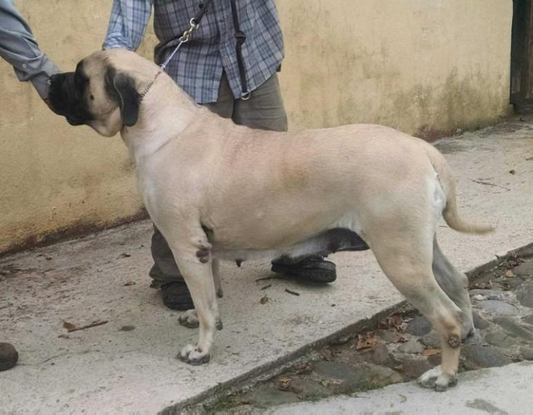 AFRODITA (FLORES) | Mastiff 