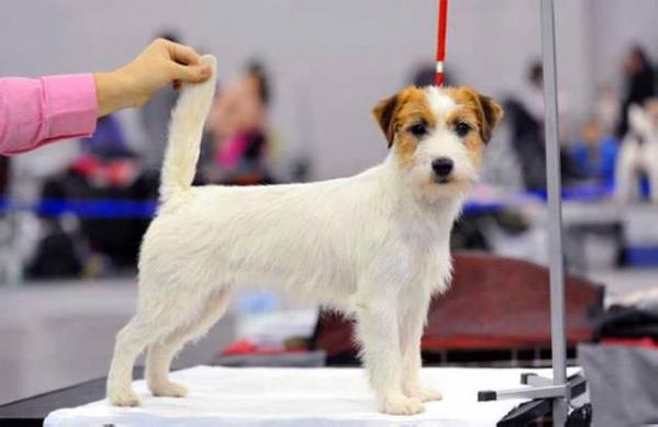 Binita z Herbu Sapaly | Jack Russell Terrier 