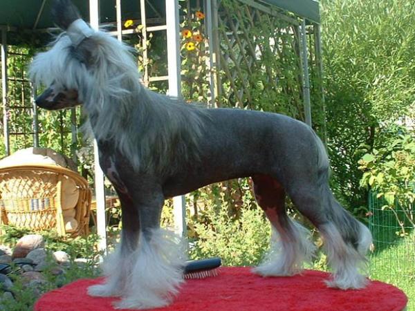 Whoopi Rosa Thea | Chinese Crested 