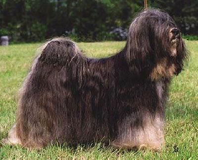 KYANG´S UGU-GNA-SHO | Tibetan Terrier 