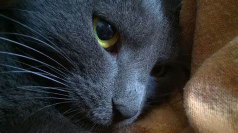 Russian White, Russian Black, Russian Tabby